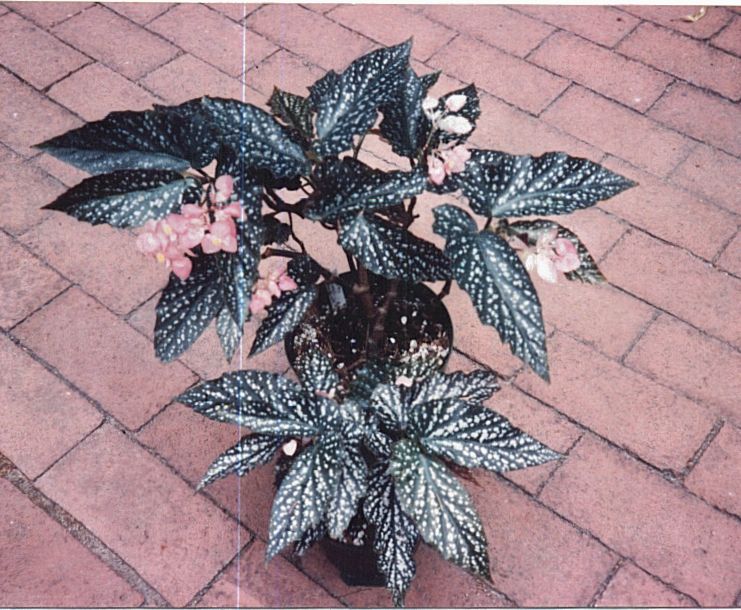 B. ‘Dede Dinah’